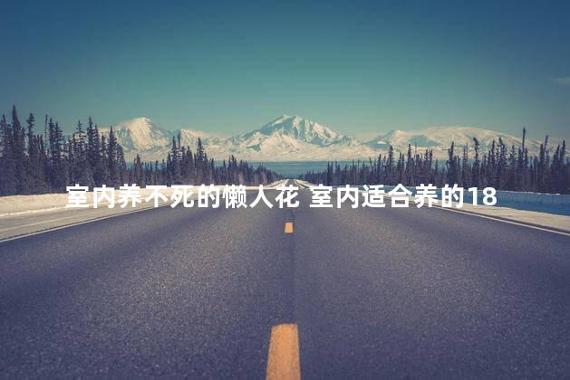 室内养不死的懒人花 室内适合养的18种花